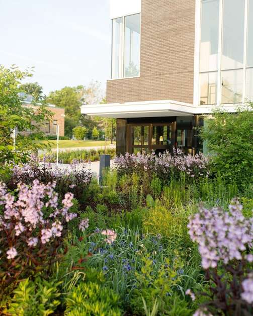The Ruth Harkin Garden at the Harkin Institute on Drake University’s campus in Des Moines. Kelly Norris, who designed the garden, calls it a model for how bioswales can look and function in the urban landscape. (Kelly Norris)