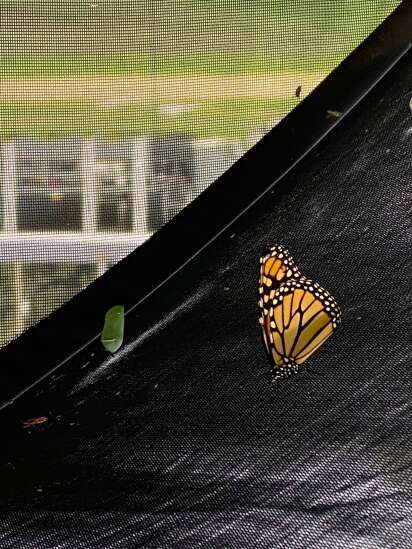 Monarch butterflies have been hard to find this summer