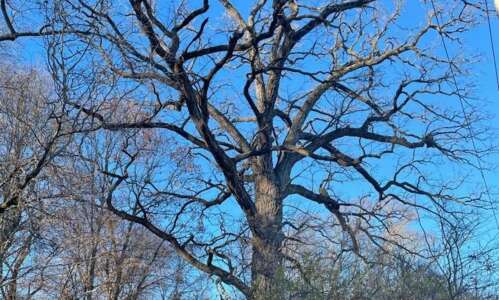 Iowa’s oldest tree is nearly 400 years old
