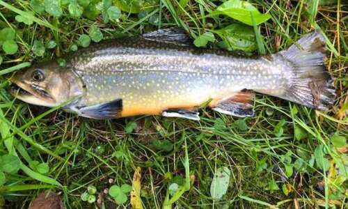 Rainbow Trout come to town tempting anglers