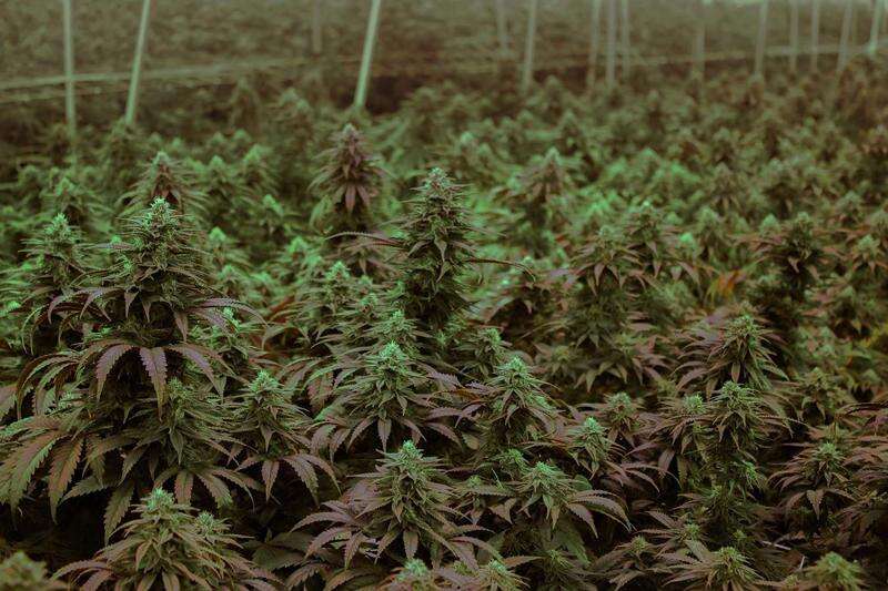 America’s marijuana growers world’s best