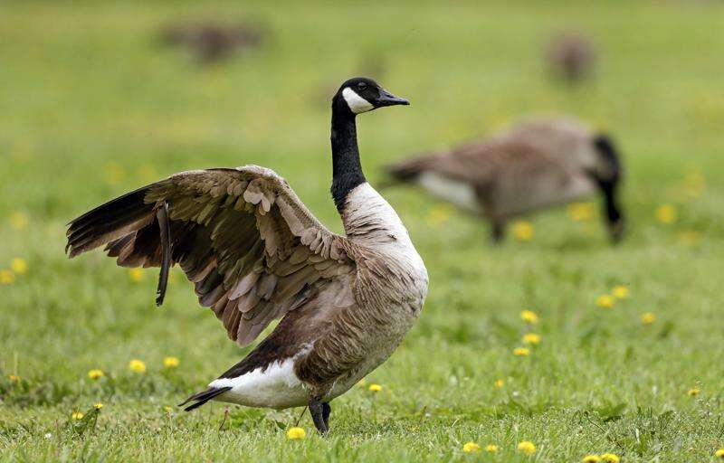 Cedar Rapids gets serious about geese overpopulation
