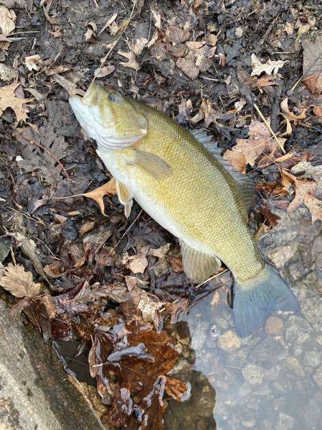 The green and gold flanks of a smallmouth bass contrast last week with faded leaves along the bank of the Wapsipinicon River. (Orlan Love/correspondent)