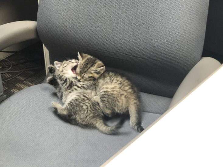 These kittens found a foster home at a Cedar Rapids credit union