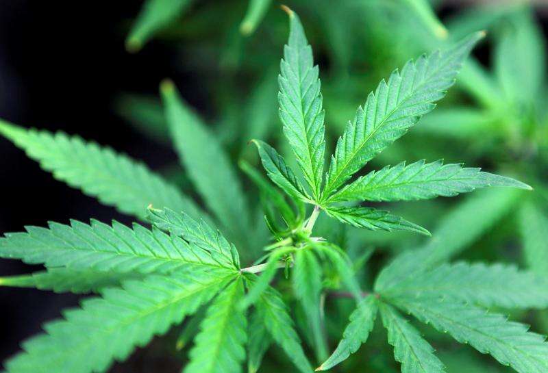 Cedar Rapids medical marijuana manufacturer closes, turns in state license