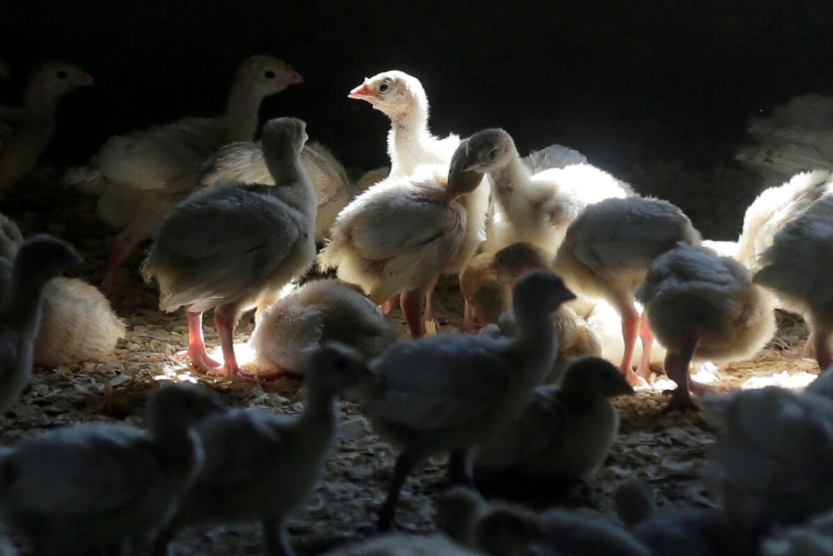 La propagación de la gripe aviar ha disminuido, pero el riesgo de que el virus persista