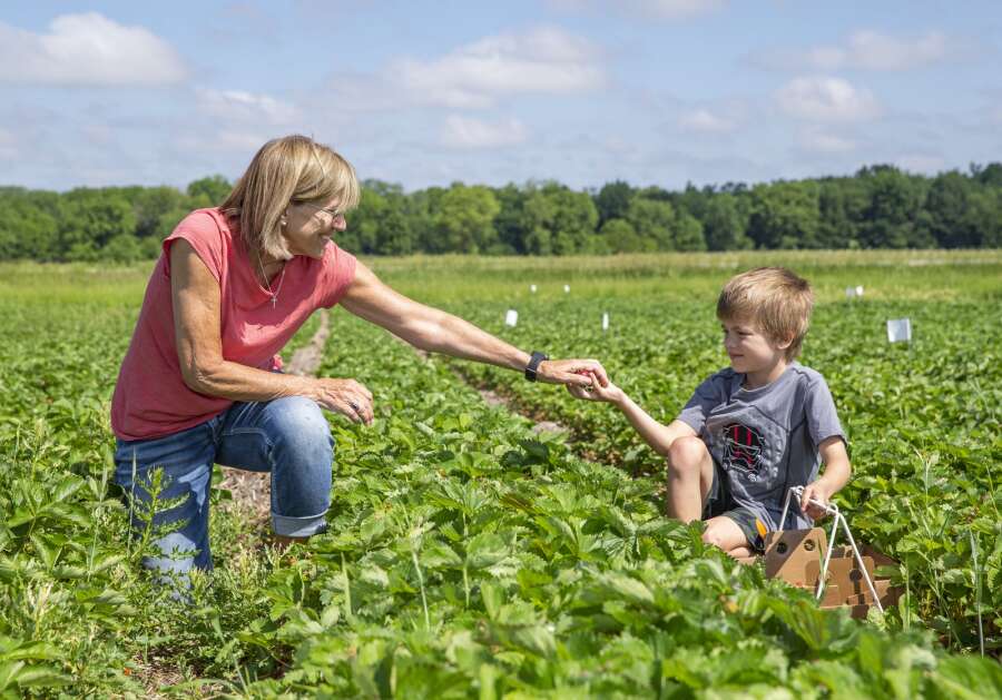 Debbie Paul of Iowa City hands her grandson Nile Christopher, 6, a handful of strawberries last June at Berry Basket Farm in Iowa City. Congress has to renew the farm bill this year, but talks are behind because of the debate about the nation’s debt limit. (Savannah Blake/The Gazette)