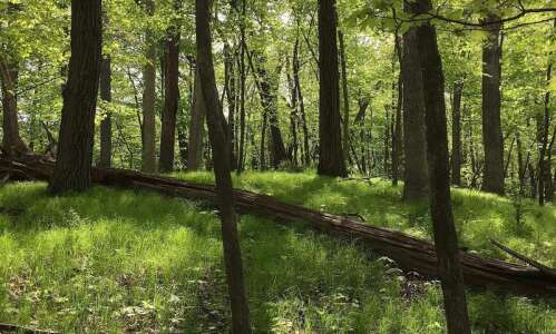 Replanting the landscape: Taking the long view of woodland recovery