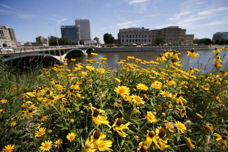 Cedar Rapids befriends the pollinator, and the nation notices