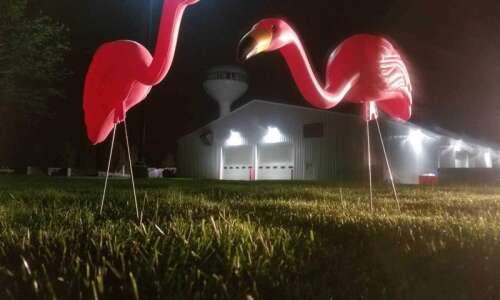 We’ve been flocked! Flamingos take over North Liberty yards for a cause
