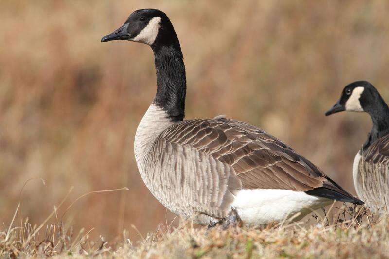 Bird-watching: Duck, duck, goose