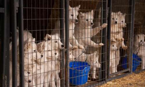 Northern Iowa puppy mill raid rescues 170 dogs