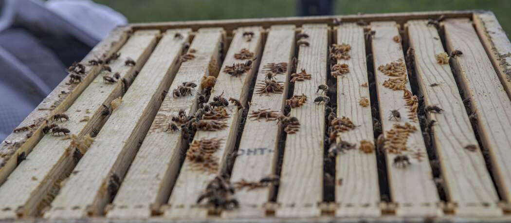 Anchor Center beekeeping program instills patience, pride