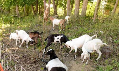 Photos: Goats graze on weeds at Cornell College