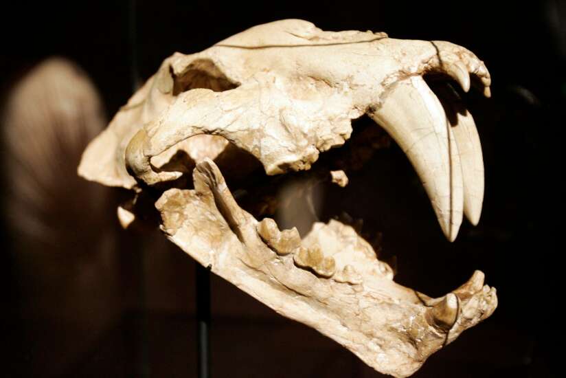 Not all teeth are the same. Here are 3 ways animal teeth evolved to help  them survive | The Gazette