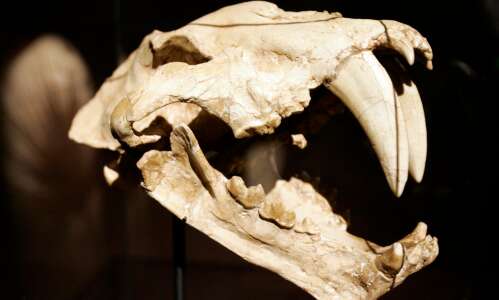 3 ways animals’ teeth evolved to help them survive