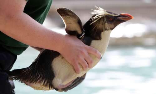 Feathered, fast and fancy: Meet 5 kinds of penguins