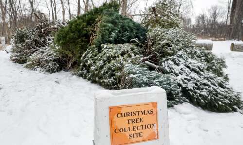 Some local ideas for how to recycle the Christmas tree