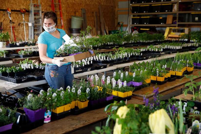 Plant sales return as in-person events in Johnson County, Linn County