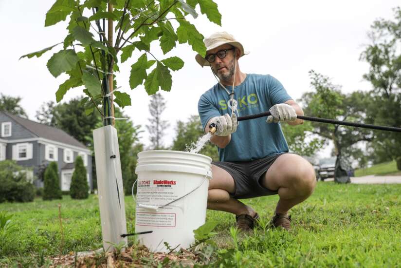 Two years after derecho, replanting efforts focusing on private property grow roots