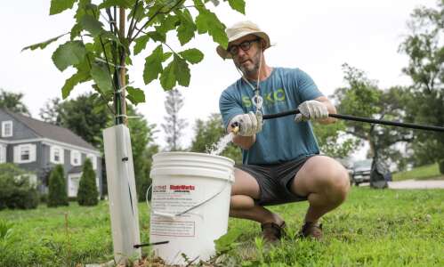 Cedar Rapids replanting at homes after derecho grows roots