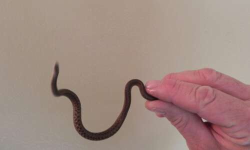 Common Iowa snakes take up residence in yard