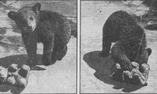 3-legged bear cub was the star at Bever Park Zoo in Cedar Rapids