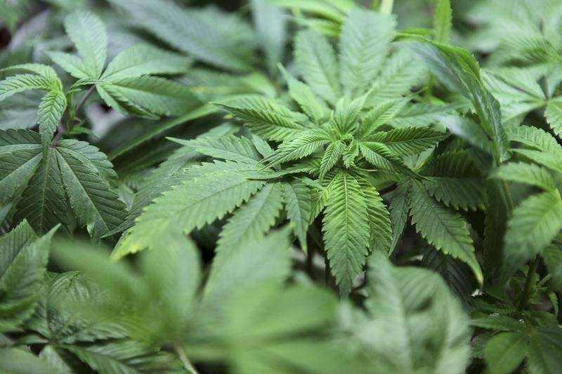 Medical cannabis saga is legislative malpractice