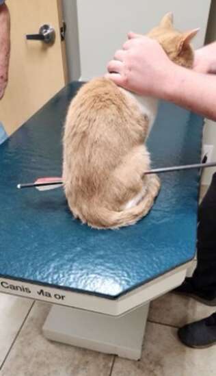 Cat survives being shot with crossbow in Cedar County