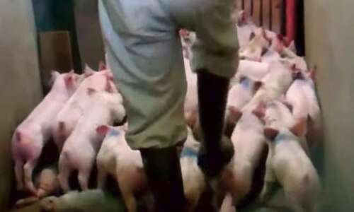 Judge rejects Iowa’s second try at ‘ag gag’ law