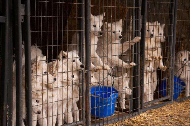 Iowa ranks third worst for problem ‘puppy mills,’ Humane Society report says