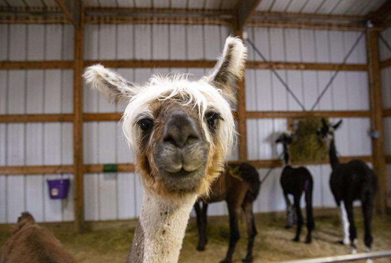 Llama Zoomies: Invite a llama to liven up your next Zoom with help from an Iowa farm