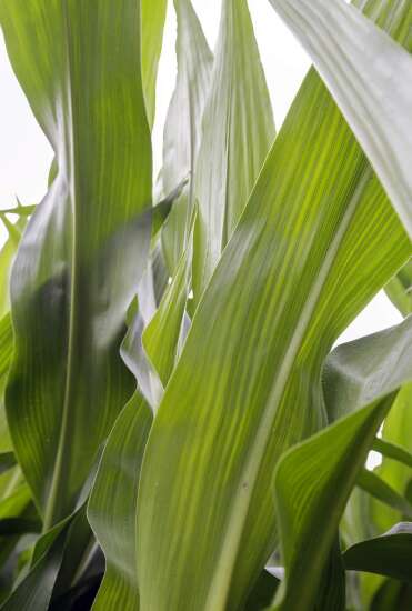 Thirsty corn: New report says 44 percent of Iowa abnormally dry or worse