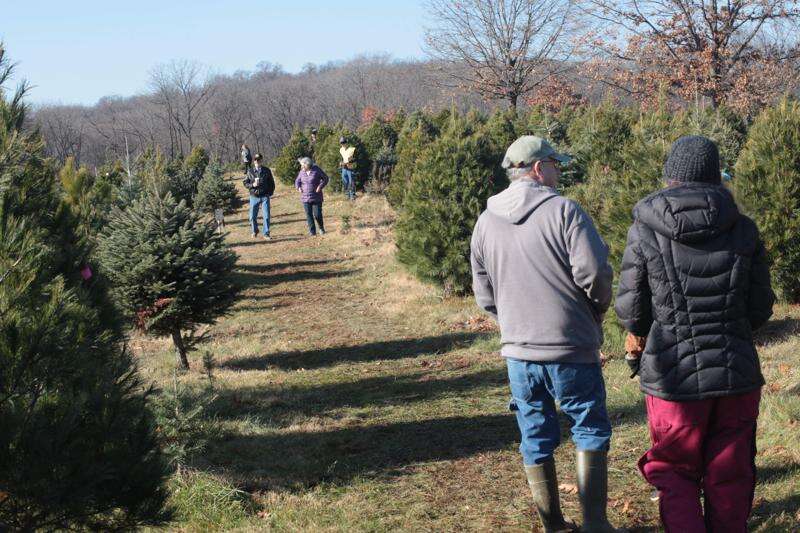 Pick your own Christmas trees at these Eastern Iowa farms