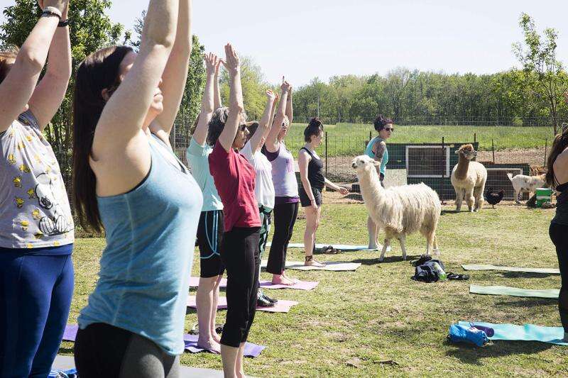 E-I-E-I-Om; Eastern Iowa farms offering ‘farm yoga’