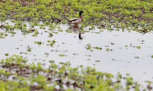 Peak duck migration arrives in Iowa amid avian flu fears