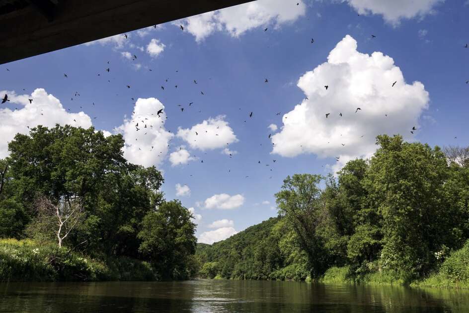 Swallows fly from their nests under a bridge along the Upper Iowa River near Bluffton. (Jim Slosiarek/The Gazette)