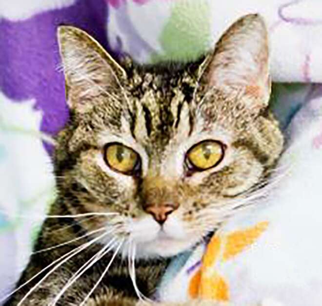 Katya is a female adult cat available for adoption at the Cedar Valley Humane Society, 7411 Mount Vernon Rd. SE. With her former owner now passed away, Katya is looking for a new home and lap to cuddle with. She also gets along well with other cats. Call (319) 362-6288 for more information. (Cedar Valley Humane Society)