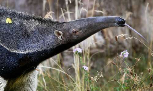 Fun facts about 3 animals’ sticky, long, blue tongues