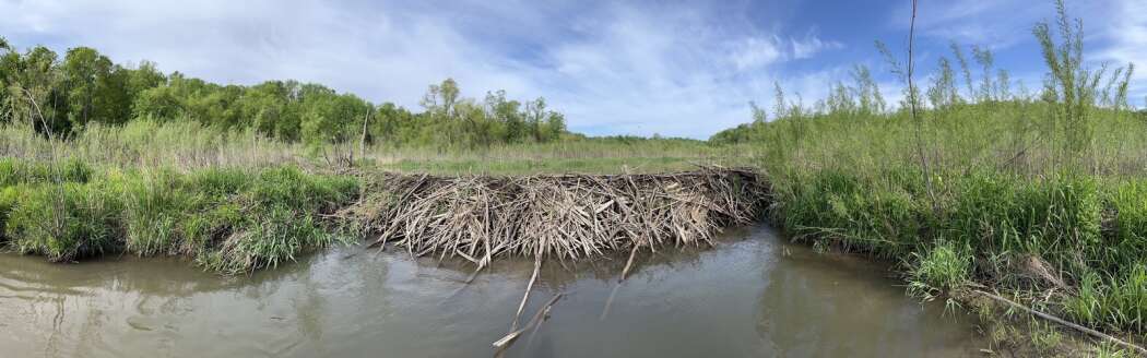 Researchers: Beaver dams do a good job improving Iowa water quality