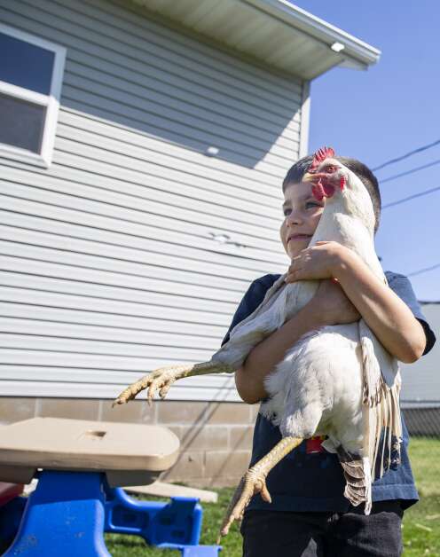 Paul Rustebakke, 7, holds one of his chickens, named Pepito, while taking a break from a home school lesson April 13 outside at his house in Cedar Rapids. (Savannah Blake/The Gazette)
