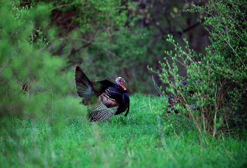 How Iowa’s wild turkeys made a comeback after being completely wiped out 