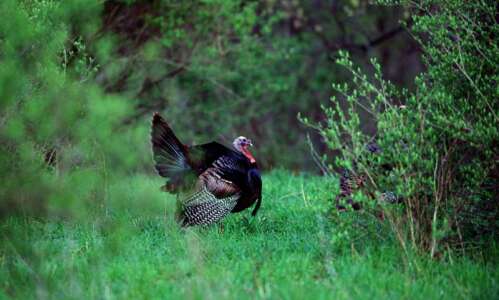How Iowa rebuilt its wild turkey population
