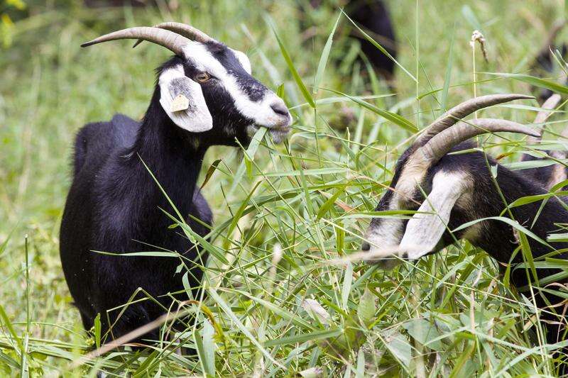 Goats on the job for the Iowa DNR