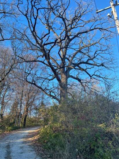 Massive Iowa oak tree near path of proposed CO2 pipeline