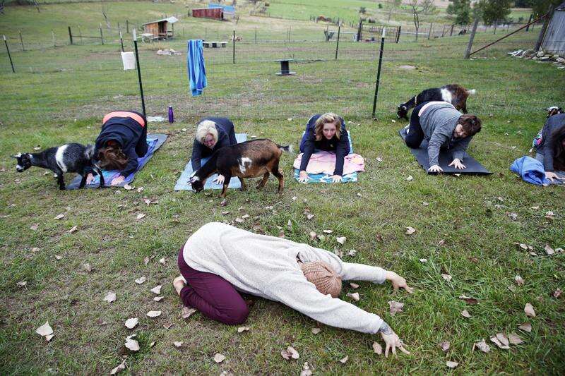 Strike a goat pose: Yogis turn into “gogis” at Coco's Ranch in Palo