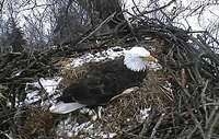 Decorah eagle lays third egg