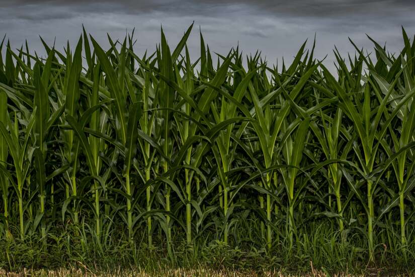 Iowa corn lucky to be ‘knee high by the Fourth of July’ this year