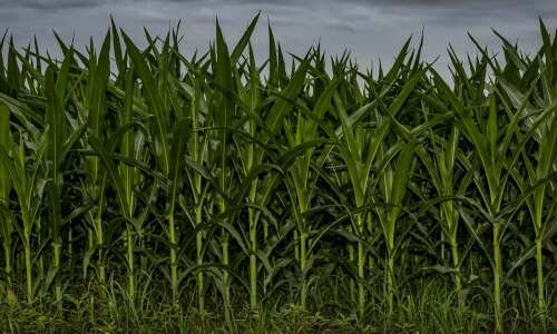 Iowa corn may not be ‘knee high by the Fourth…