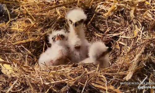Baby eagles hatch in Decorah, while the world watches
